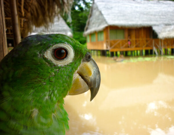 Un pappagallo siede su un trespolo in un rifugio turistico nell'Amazzonia peruviana. Iquitos, Perù