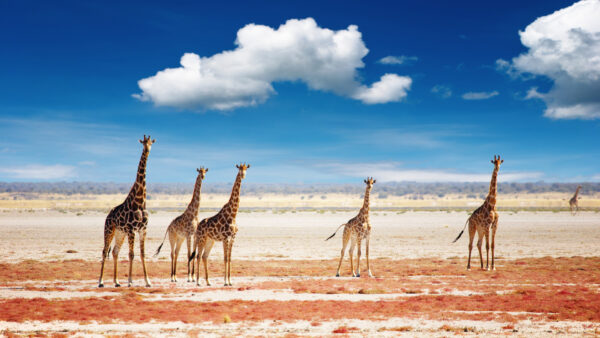 Parco nazionale di Etosha - Namibia - 