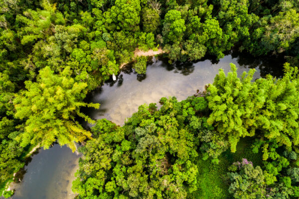 Vista aerea della foresta amazzonica, Sud America