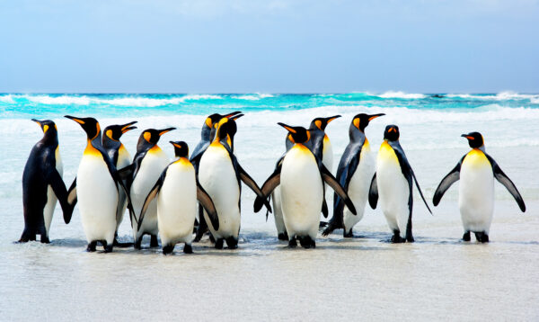 Pinguini reali a Volunteer Point, Isole Falkland