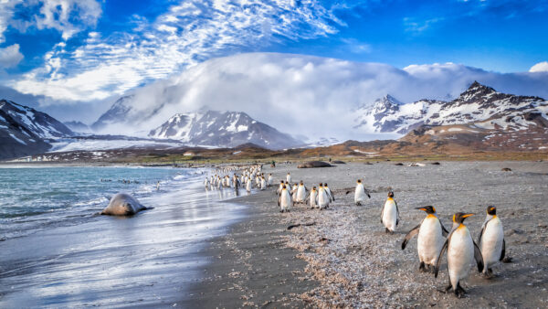 Falkland Antartide