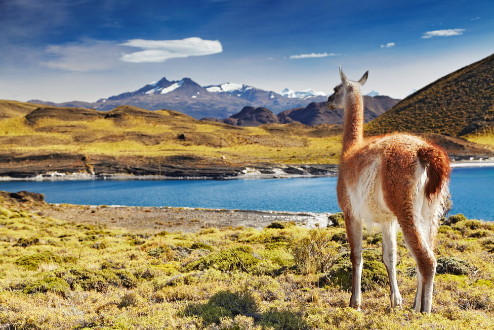 Quando potremo viaggiare in Sud America a bordo di navi da crociera?